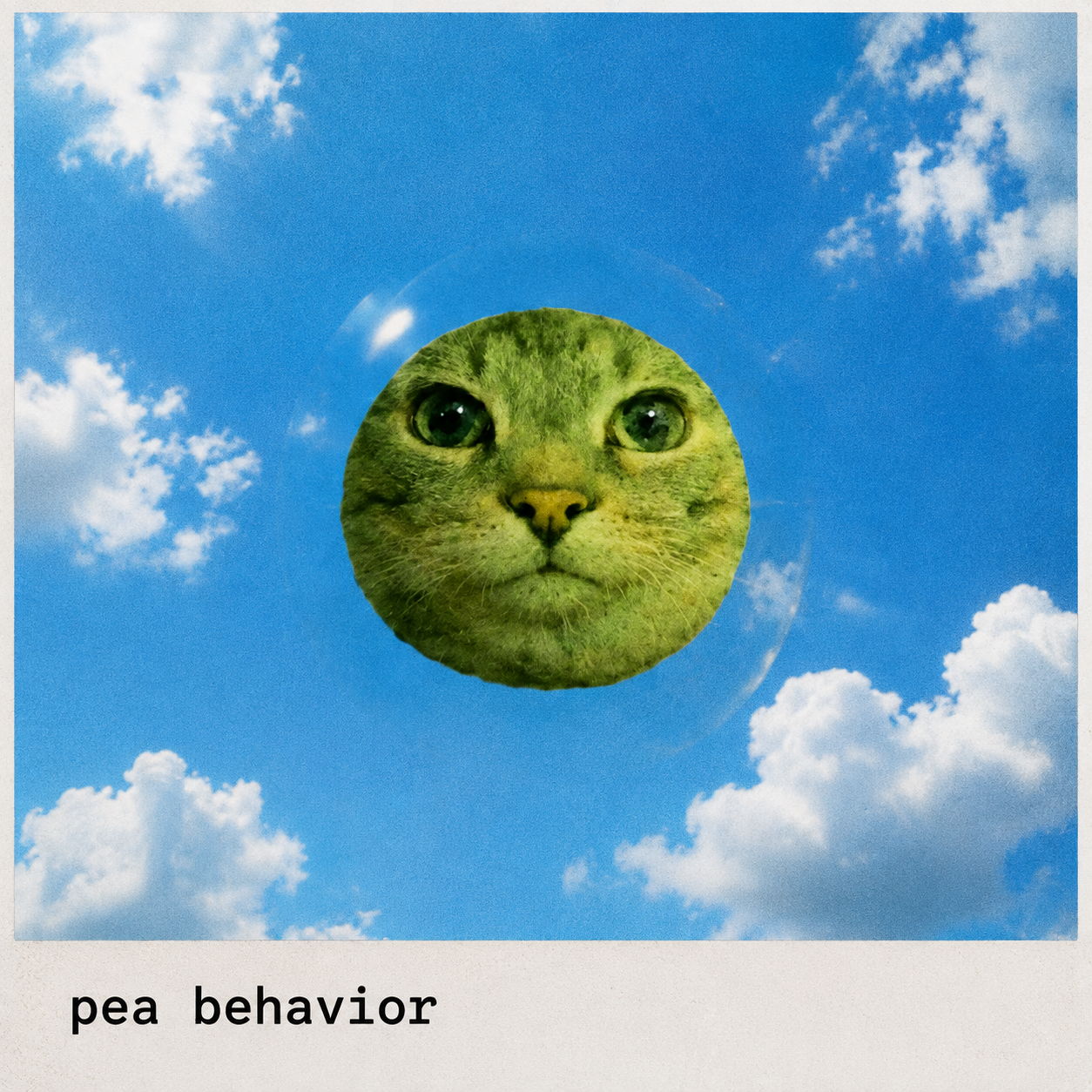 Pea Cat archive image 08