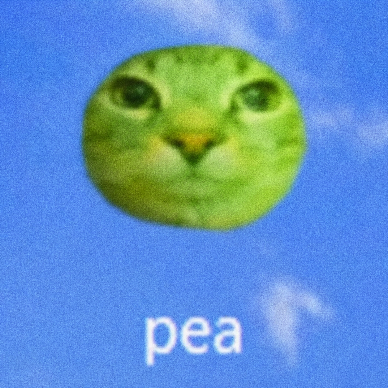 Pea Cat